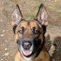 NINO, chien à adopter