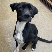 SHARL, chien à adopter