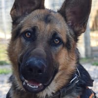 KARAM, chien à adopter