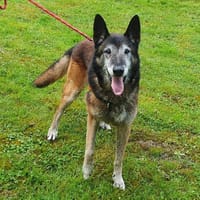 OAA19973 LAÏKO, chien à adopter