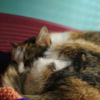 STELLA, chatte à adopter