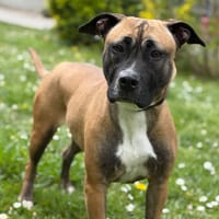 Maggie CAA15067, chienne à adopter