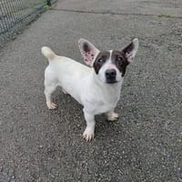 Dan, chien à adopter