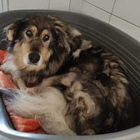 HAPPY, chienne à adopter