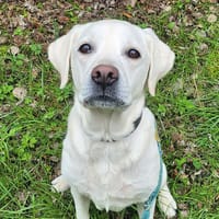VANILLE, chienne à adopter