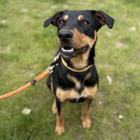 TIPONCH, chien à adopter