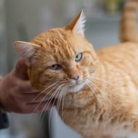 Salamèche, chat à adopter
