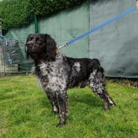 TOBBY, chien à adopter