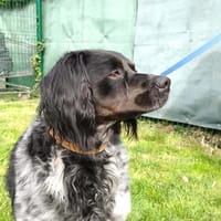 TOBBY, chien à adopter