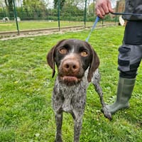 URANO, chien à adopter