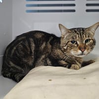 BENGAL, chat à adopter