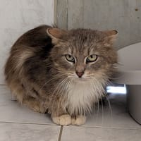 TAYLO, chat à adopter