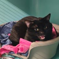 SALEM, chat à adopter