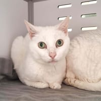 NOUNOURS, chat à adopter