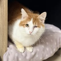 Soleo CAB5136, chat à adopter