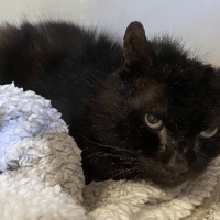 MAKALU, chat à adopter