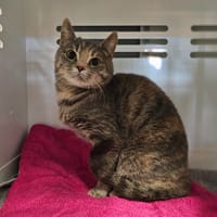 Guapa, chatte à adopter