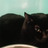 Texas, chat à adopter