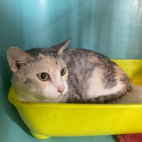 NEVIS, chatte à adopter