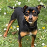 Pino CAA15069, chien à adopter