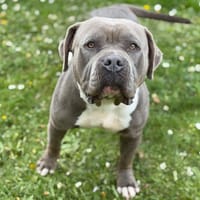 Bul-Chi CAA15068, chienne à adopter