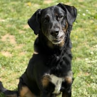 Boomo CAA15073, chien à adopter