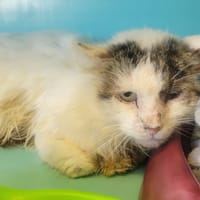 Jean Paul, chat à adopter