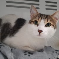 YUKI CHA, chat à adopter