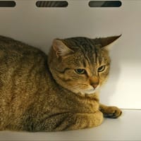 Belette, chatte à adopter