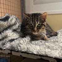 HENRY A17373, chat à adopter