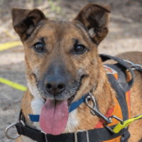 YOUKI, chien à adopter