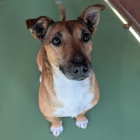 YOUKI, chien à adopter