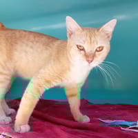 GILLE, chat à adopter