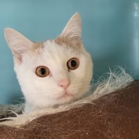 GUSTO, chat à adopter