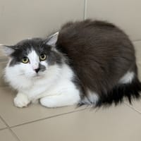 Bouba CAB5344, chat à adopter