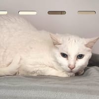 BLUE, chat à adopter