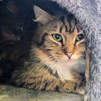 MAELO, chat à adopter