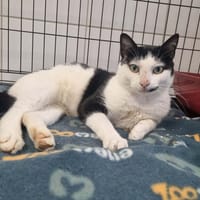 UGO, chat à adopter