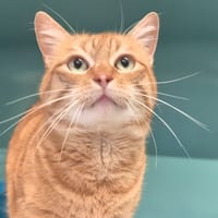 simba, chat à adopter