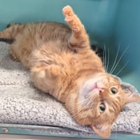 simba, chat à adopter