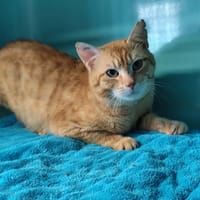 scott, chat à adopter