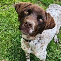 IPEK, chien à adopter