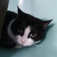 BRUME, chatte à adopter