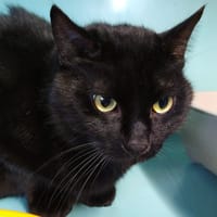 BISCUIT, chat à adopter