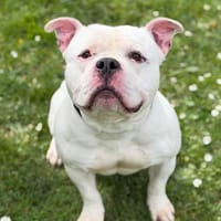 Houston CAA15071, chien à adopter