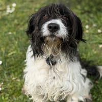 Jean-Louis CAA15070, chien à adopter