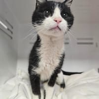 Mistigri, chat à adopter