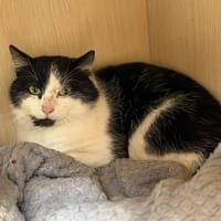 Oslo CAB5406, chat à adopter