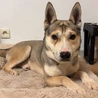 SYNCRO, chien à adopter