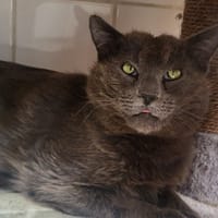 MORTON, chat à adopter